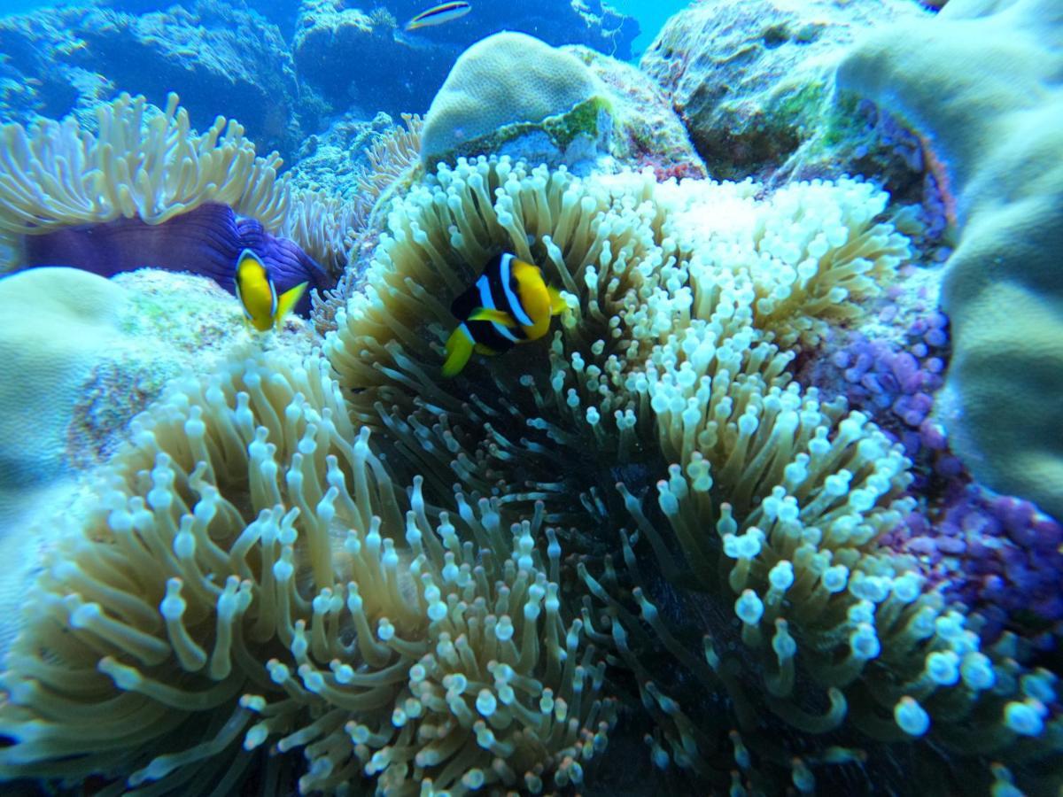 Coral Maldives Гостевой дом *