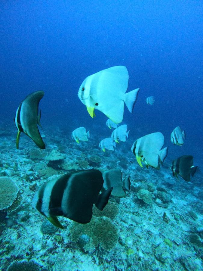 Coral Maldives Хангнаамеедхоо