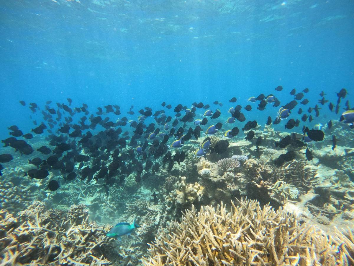 Coral Maldives *