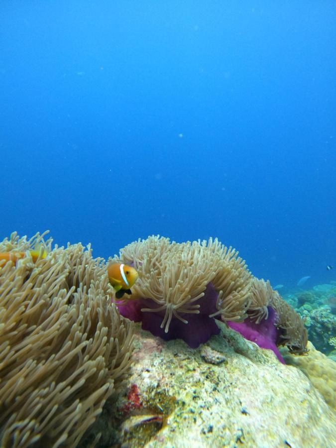 Гостевой дом Coral Maldives Хангнаамеедхоо