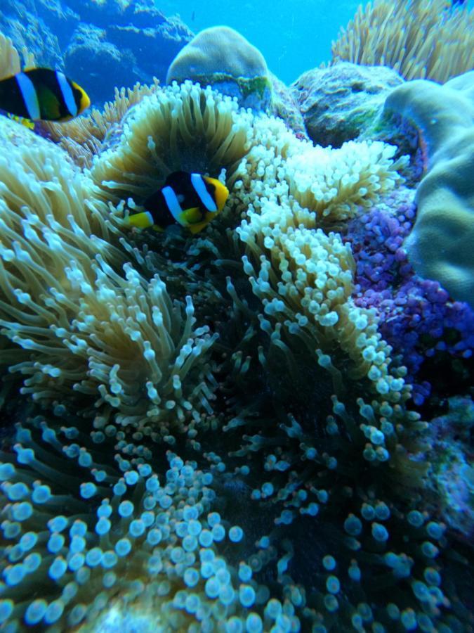 Coral Maldives *
